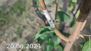 Прививка Персика на Сливу 20 август