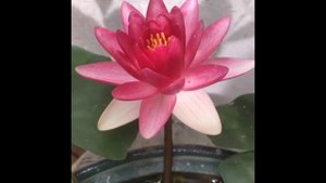 ЦВЕТЕНИЕ ВО ВРЕМЯ ЛОКДАУНА, ВОДЯНАЯ ЛИЛИЯ НА ВЕРАНДЕ