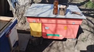 Как сохранить слабых пчел весной если жива матка и нем