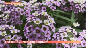 А за окном. 9 сентября 2025