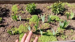 Привожу в порядок свои флоксы, лилейники и ирисы.