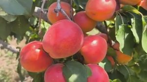 Абрикос Дігат. Apricot Digat. Топ сорт по смаку,вигляду, неви?