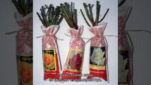 Саженцы роз на продажу