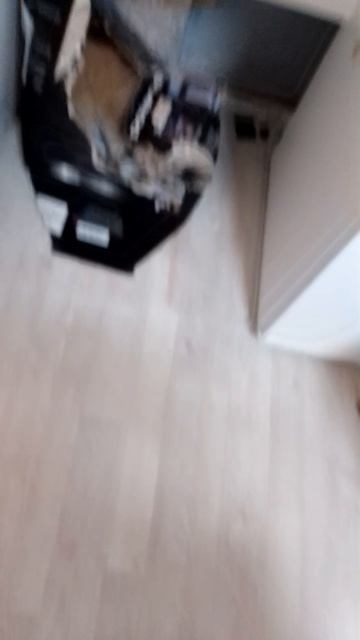 мой кот спрятался в коробке