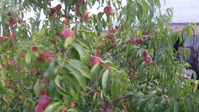 Сорт инжирного персика Сатурн 17.07.2018г смотреть онлайн