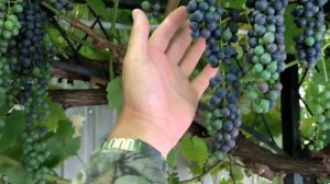 Виноград с названием Мукузани. Особенности сорта на 16.