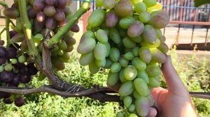 Виноград ИНГА селекции Калугина В. М. и РУБИН ЛУГАНСКИ?