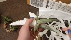 Бомбическое пополнение коллекции сансевиерий из Индо