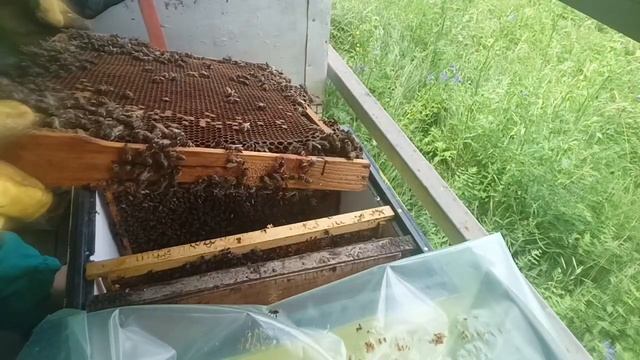 пчеломатки из НИИ, итог подсадки. Система никот - начал смотреть онлайн