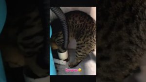 Самые весёлые друзья