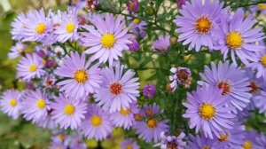 Красивые осенние цветы