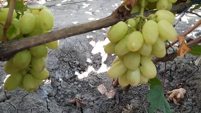 ГФ Винограда ГРАЦИЯ и АЙВЕНГО (Калугин В.М.). 31.08.2023г. смотреть онлайн