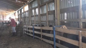 🎥 Весенняя обработка овец