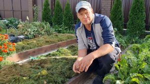 консервируем огород, мульчирование грядок подготовка