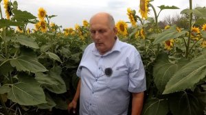 Подсолнечник Ростовской области 2025!