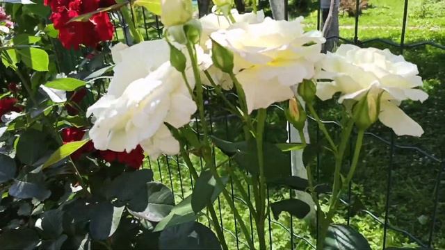 6 сортов плетистых роз. смотреть онлайн