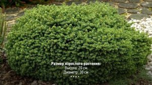 💥ХВОЙНЫЕ КАРЛИКИ для участка 4 сотки + идеи для ВДОХНО