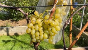 Виноград сорт Нептун. Grape Neptun