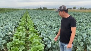 Коротко и ясно. Пекинская капуста в открытом грунте