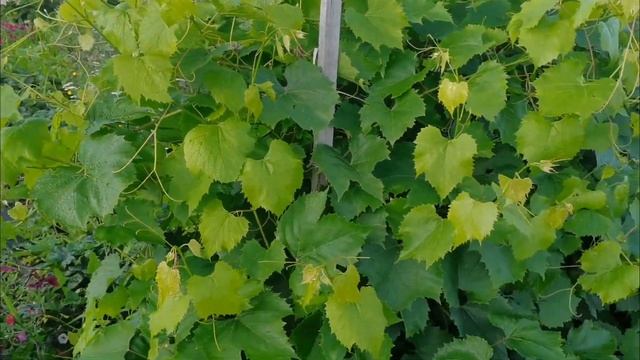 Огородные работы 5 августа все заполонил бурьян! Дожди смотреть онлайн