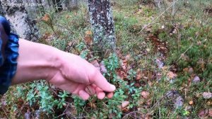 ГРИБНИК ОФИГЕЛ КОГДА УВИДЕЛ ЭТО! БЕРЕЗОВЫЙ ГРИБНОЙ ЛЕ?