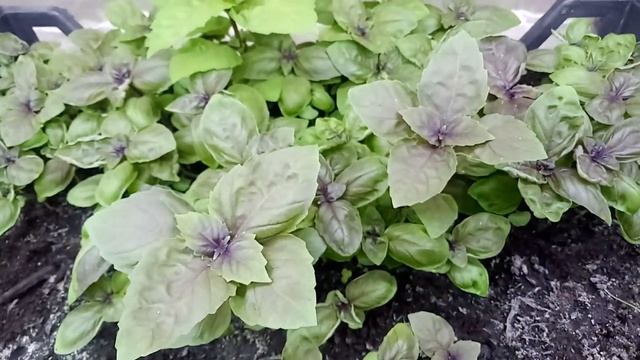 Выращивание зелени без дневного света круглый год. Го? смотреть онлайн