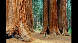 Самое  высокое дерево в мире