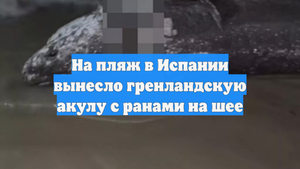 На пляж в Испании вынесло гренландскую акулу с ранами на шее