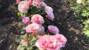 Начало цветения полей роз.Питомник maryroses.ru