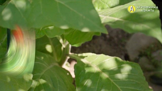 №1 Курительный Табак для Самокруток смотреть онлайн