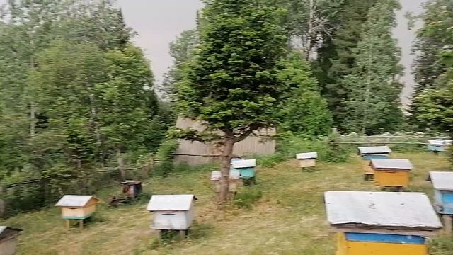Пасека на Алтае. Таежный быт. Обычный день на пасеке. смотреть онлайн