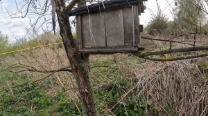 Увядающая пасека. Пчеловодство на всю жизнь.