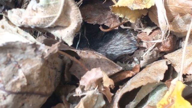 Как еж спит в норе! смотреть онлайн