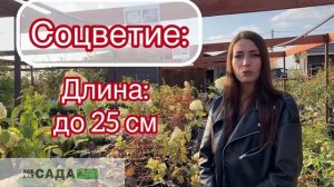 Все о сорте гортензии Мэджикал Мон Блан