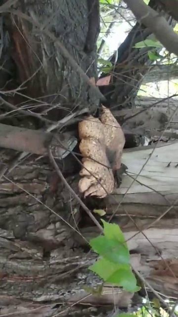 Гриб который растёт на дереве. Что это за гриб? Кто зна смотреть онлайн