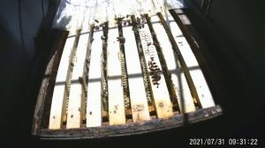 Рекордный медосбор-21.Отводки пчёл и что делать далее.