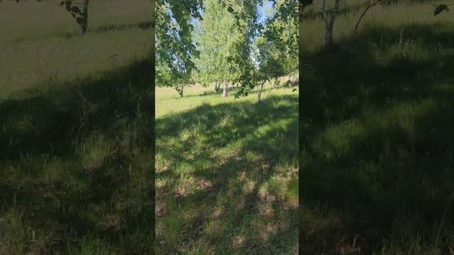 Майские подберёзовики. Никто не ожидал грибов в такую смотреть онлайн