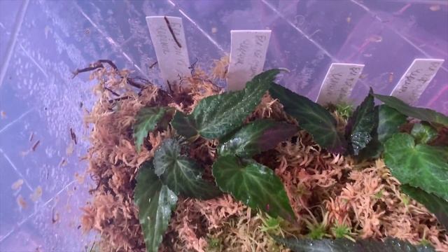 НОВЫЙ МЕТОД ЧЕРЕНКОВАНИЯ. ПОЧЕМУ Я РАНЬШЕ ТАК НЕ ДЕЛАЛ смотреть онлайн