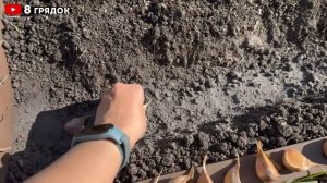 СЕКРЕТЫ ПОСАДКИ озимого ЧЕСНОКА, будет КРУПНЫЙ БЕЗ ВР?