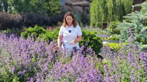 Неприхотливые многолетники. Котовник, непрерывно цве?