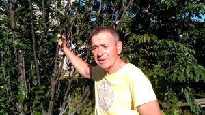 Донченко П. А. О колоновидных деревьях.