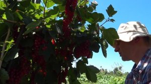 Смородина-рекордсмен: самый урожайный сорт для вашего