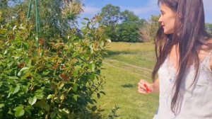 2.06. 2023 г. Начало цветения роз. Ранние сорта Нахенглют, Р