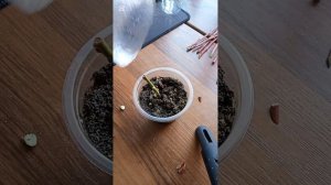 Черенкование голубики. детальная информация без лишн?