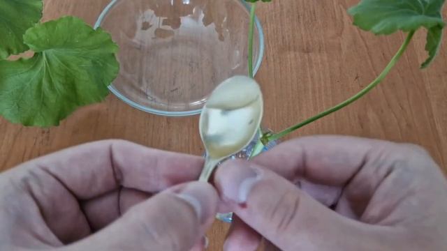 1 Ложка и черенки все в корнях! Мощное средство для обр? смотреть онлайн