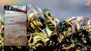 Пчёлы, Осы и Шмели: Жужжащие герои природы 🐝✨