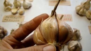 43. Обзор чеснок Гермидор. Продам  Рокамболь,Турецкий, В