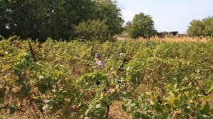 Rtveli in Mukuzani - 2019 - Grape harvest - Сбор винограда в Мукузани - Зб?