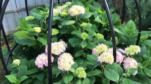 Хвойный Сад Надежды 26.07.25 часть 4