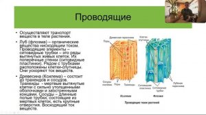 Ботаника. Ткани растений. Покровные, проводящие, механ